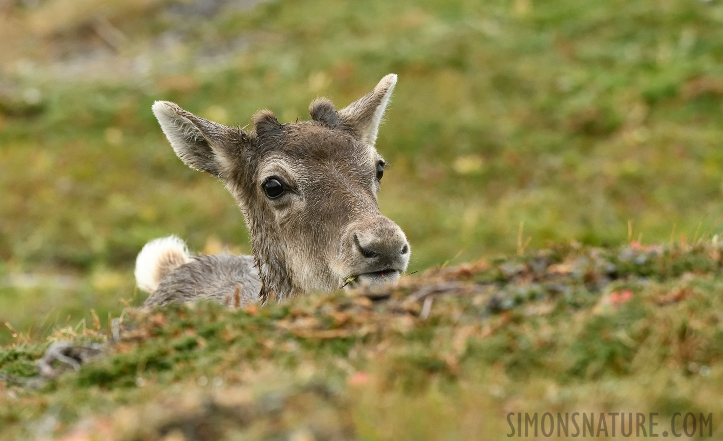 Rangifer tarandus caribou [380 mm, 1/640 Sek. bei f / 9.0, ISO 1600]